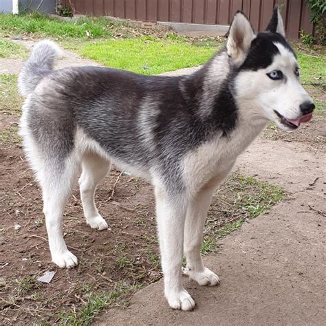 Registration or transfer requirements vary by company. Siberian Huskies