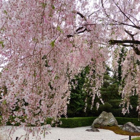 Check out our gallery of the 2021 golden globe nominees in the leading and supporting acting categories, as the characters they so brilliantly. 2021 Cherry Blossom Spectacular Tour of Japan - be dazzled ...