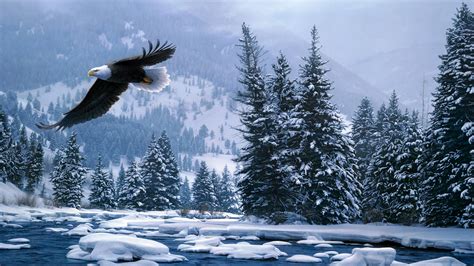 Flying Bald Eagle In Snow Covered Forest During Winter 4k
