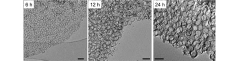 Nitrogen Doped Carbon Nanosheets With Size Defined Mesopores As Highly