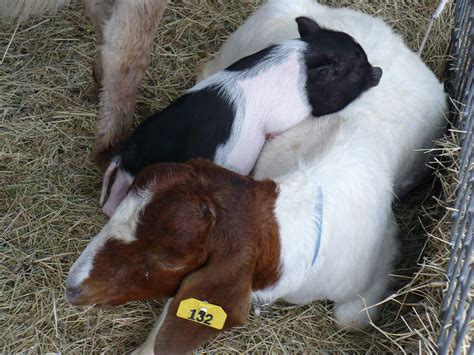 Goat Makes A Pillow For A Piglet Abbamouse Flickr