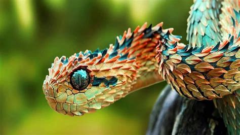 Bush Viper 🐍😍 Credit To Mark Kostich The Photographer Who Captured This