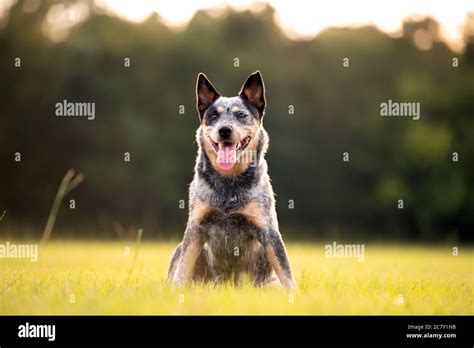 Australian Shepherd Blue Heeler Dog Hi Res Stock Photography And Images