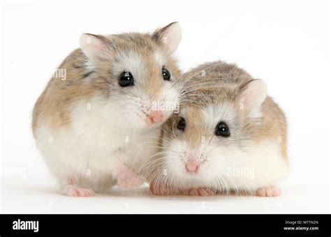 Two Roborovski Hamsters Phodopus Roborovskii Against White