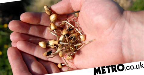 Oregon Just Voted To Legalise Magic Mushrooms Metro News