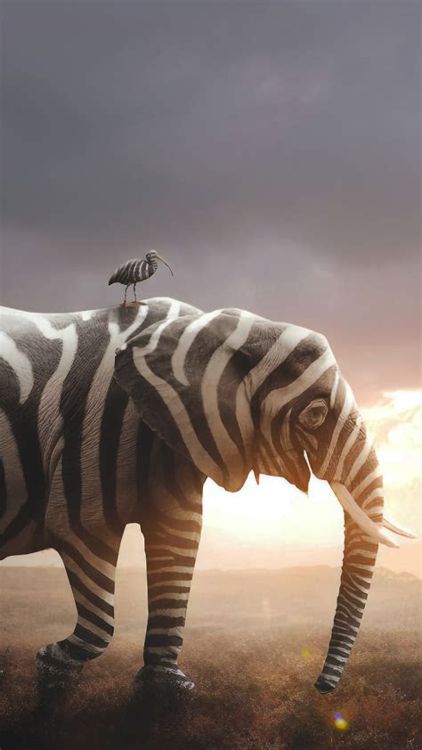 1080x1920 Elephant Zebra Animals Hd For Iphone 6 7 8 Wallpaper