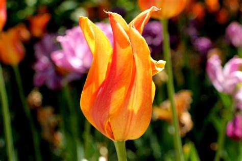Orange Tulip Free Stock Photo Public Domain Pictures