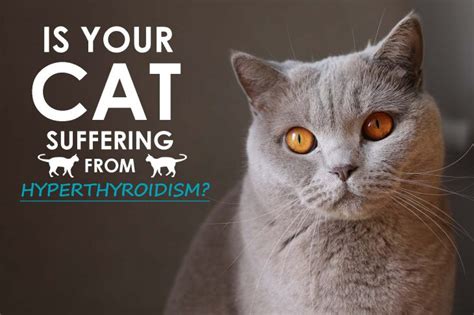 Hyperthyroidism In Cats Learn The Signs Allivet Pet