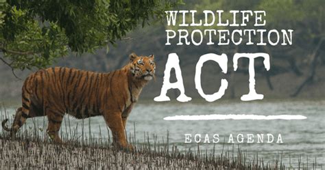 Start studying wildlife protection act, 1972. ECAS Agenda : Why the need of Wildlife Protection Act in ...