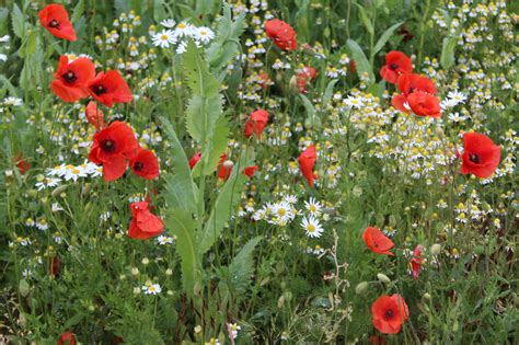Мак ◆ rot blüht der mohn, wie ein meer von tausend blüten. Klatschmohn (Papaver rhoeas) | Mohn | Garten Wissen