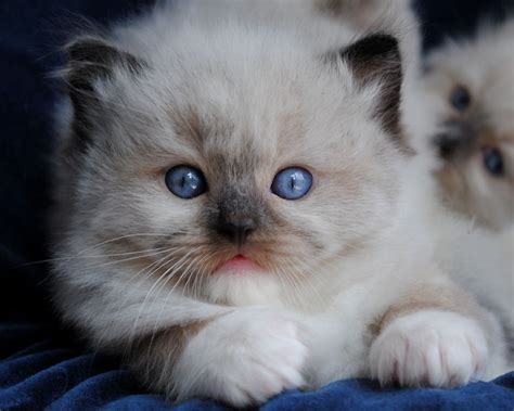 Siamese kittens for sale £550 i currently have 5 beautiful fur babies for sale : Ragdoll Cats Photo Gallery- BlueGem Ragdolls - Ragdoll ...