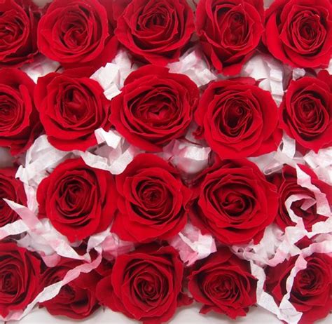 As glycerin replaces the moisture in the plant's veins, the flowers and leaves become fleshy and supple rather than brittle like. How to preserve Roses with Glycerine! http://www ...