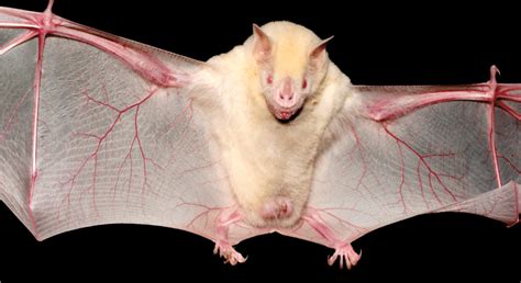 Acoustical And Morphological Comparisons Between Albino And Normally
