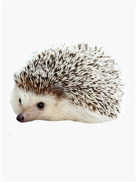 Round Hedgehog Sticker For Sale By Charlo19 Redbubble