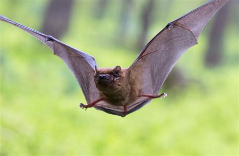 How To Get Rid Of Bats