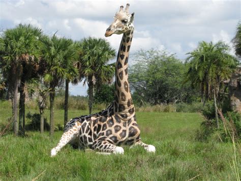 Kilimanjaro Safaris At Disneys Animal Kingdom Disney World Blog