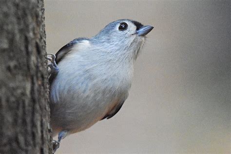 Tufted Titmouse Photograph By Sandy Sposato Fine Art America