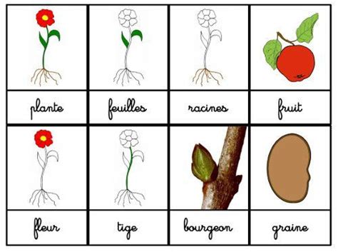 Cartes De Nomenclatures La Plante Les Fleurs En Maternelle