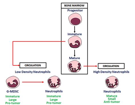 Figure From Tumor Associated Neutrophils Their Role In Tumorigenesis