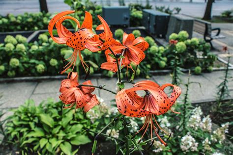 Tiger Lily Plant Care And Growing Guide