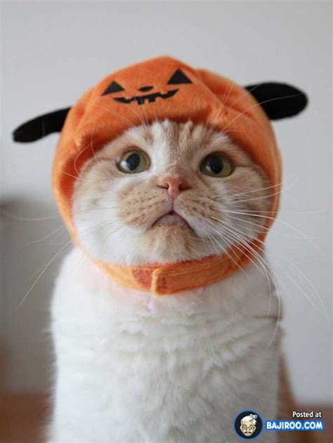 64 Cute Cats In Hats Are Looking For You 64 Pictures キュートな猫 可愛すぎる