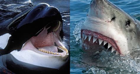 Orca Eating Great White Shark