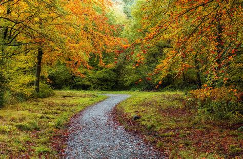 forests, Autumn, Trail, Nature Wallpapers HD / Desktop and Mobile ...