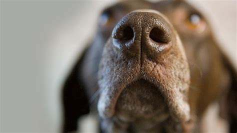 Nova Official Website Dogs Dazzling Sense Of Smell