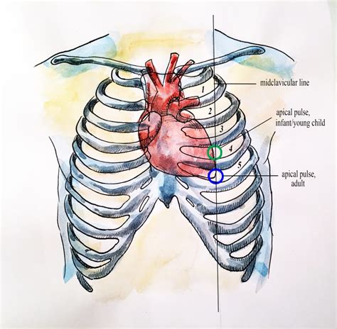 They make up the lateral part of our body, its anterior and posterior wall and they entirely build the lateral parts of the chest wall. Apical Pulse - Vital Sign Measurement Across the Lifespan ...