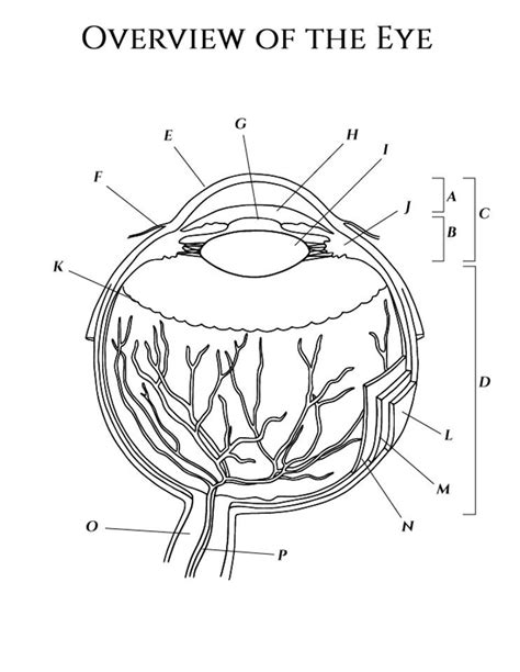 Eye Anatomy Coloring Page