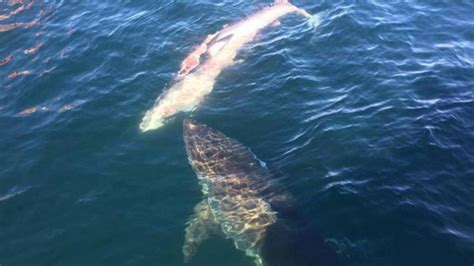 Great White Shark Spotted Eating Dead Whale Off Nc Coast
