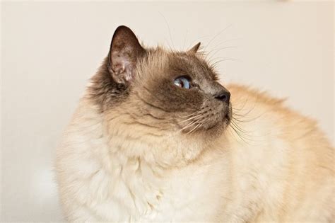 13 Best Cat Breeds For Seniors And Elderly With Pictures Excited Cats