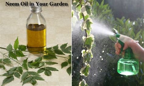 Jun 24, 2020 · how to get rid of aphids: How to Use #Neem #Oil in Your Garden - #gnfcneemproject ...