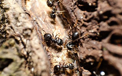 Common Signs Of Carpenter Ant Infestations In Frederick Homes