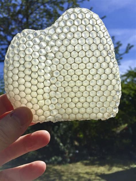 Honeycomb In A Hand With Sun Under Blue Sky Stock Image Image Of