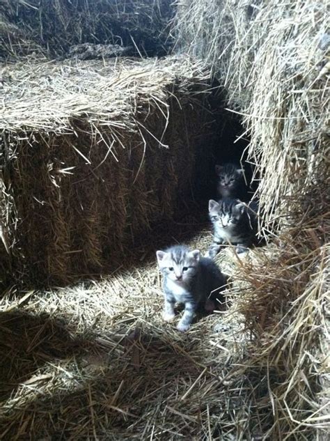 Barn Kittens Had Oh So Many Of These And Had Such Fun Farm