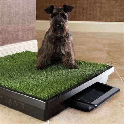 Looking for the best indoor dog potty? 8930 large porch potty standard | Indoor dog potty, Dog ...