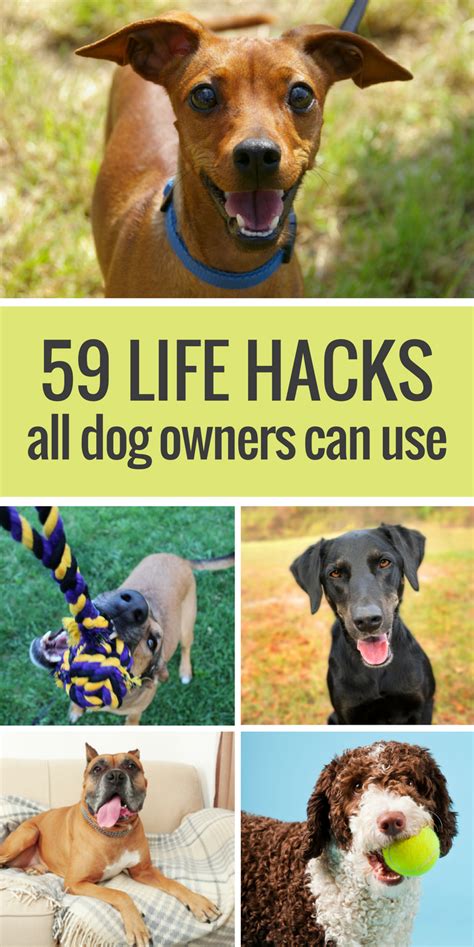 59 Simple Life Hacks for Dog Owners | Dog life hacks, Dog ...