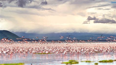 Best Time To Visit Lake Nakuru In Kenya — Great Adventures Safaris