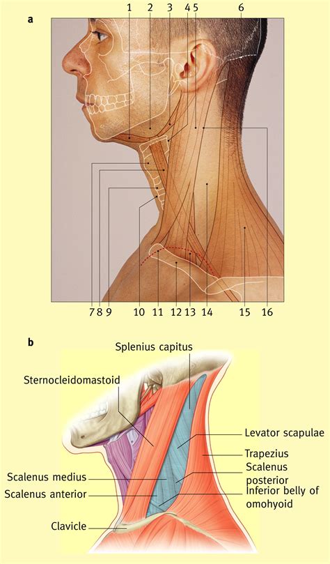 The Anterior Triangle Of The Neck Surgery Oxford International Edition