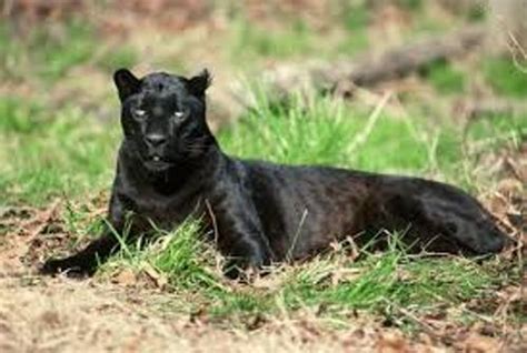 10 Interesting Panther Facts My Interesting Facts