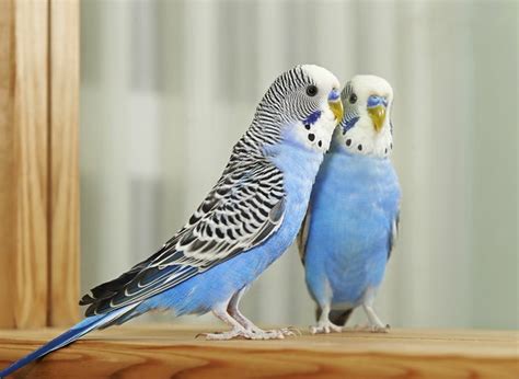 After learning the basics here, the next step is to get familiar with the habits, schedules, and variations of specific. Signs of Parakeet Molting | Cuteness