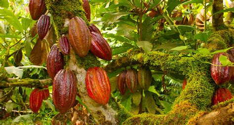 La Ruta Del Cacao Un Ed N Para Ni Os National Geographic En Espa Ol