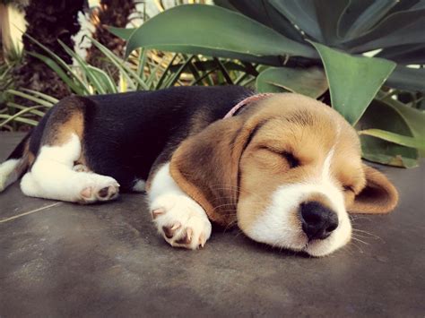 Beagle Friendly And Curious Cute Beagles Beagle Puppy Cute Baby