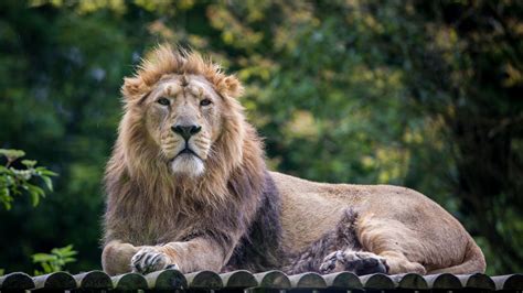 Lions 17 Interesting Facts And Information Learn More