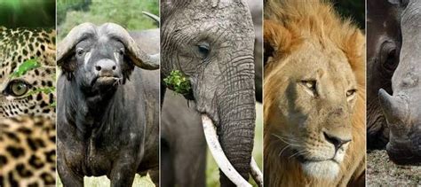 African Big 5 Animals The Big 5 Safaris East Africa Wildlife