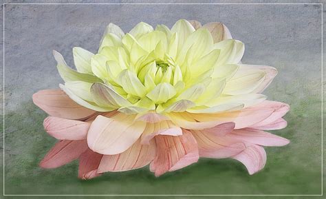 Die dahlie ist leicht zu züchten. Dahlie. Foto & Bild | nature, natur, stillleben Bilder auf ...