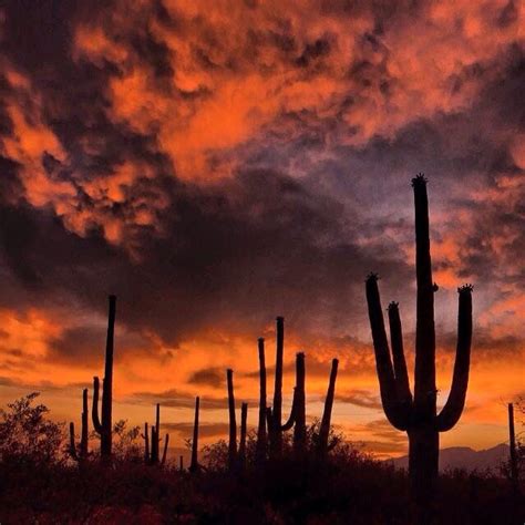 A safe, clean way to get back to traveling. A CACTUS SUNSET | Road trip usa, Saguaro, Utah photography