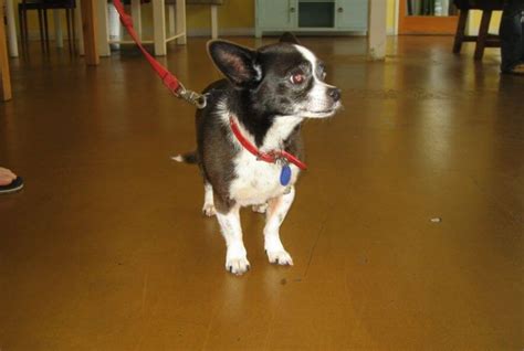 Chihuahua Terrier Mix All You Need To Know Petdt
