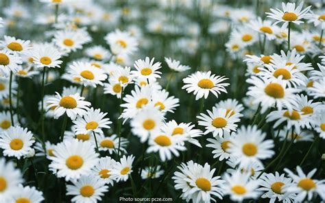 Interesting Facts About Daisies Just Fun Facts